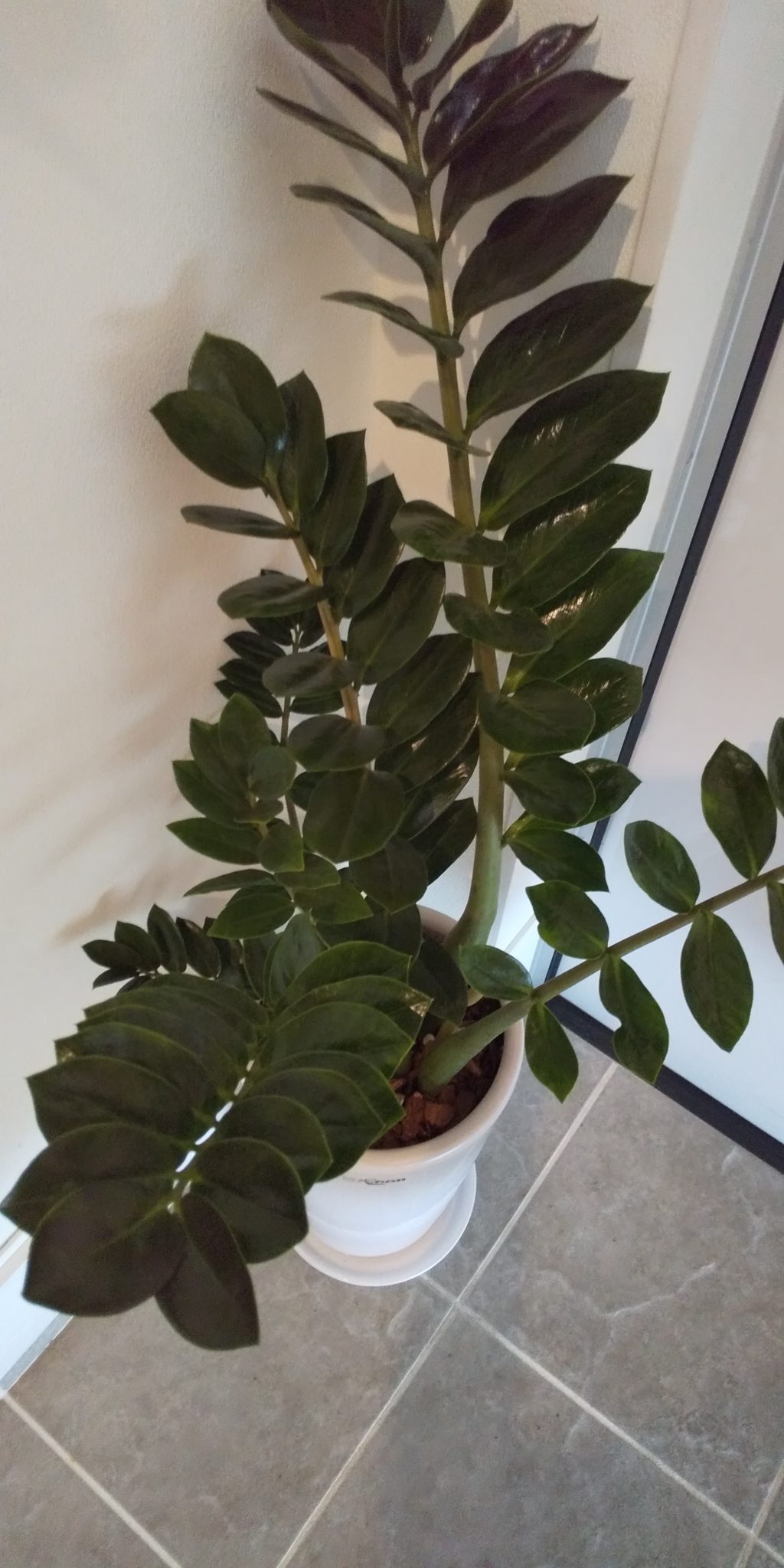 金運アップの観葉植物 埼玉 越谷 春日部 エステ歴年 リンパマッサージ 1 5万人の実績 一軒家の癒し空間 タロット占い 相談 ラ ポーム